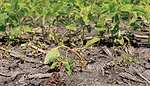 waterhemp.jpg