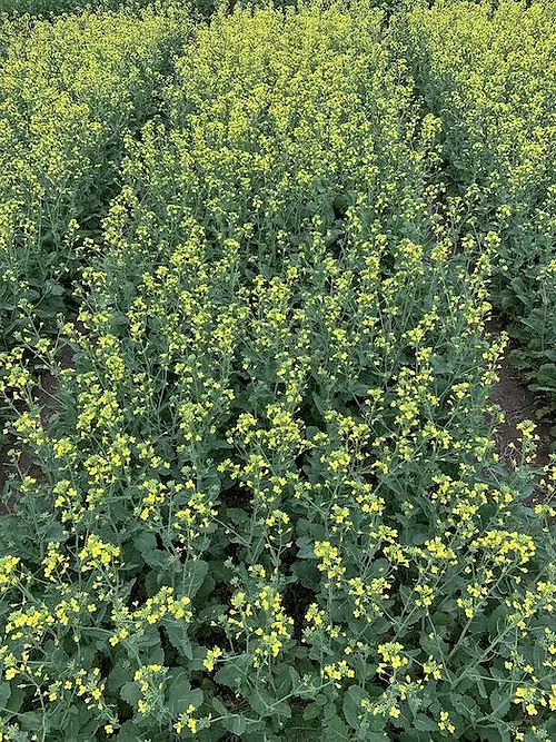 canola_early-bloom-NDSU.jpeg