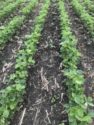 Effective Pre Emergence Herbicide Iowa State.jpeg