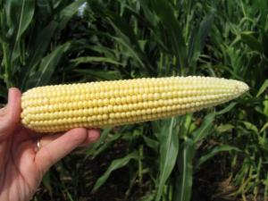 Corn ear at late vegetative stages, Ross Co. Ohio 