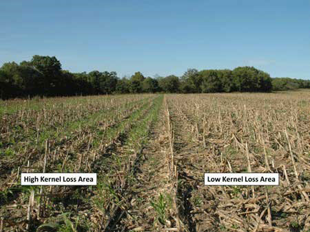 Figure 1. Windrowing effect from grain loss directly behind the combine. Photo by Gretchen Sassenrath, K-State Research and Extension.