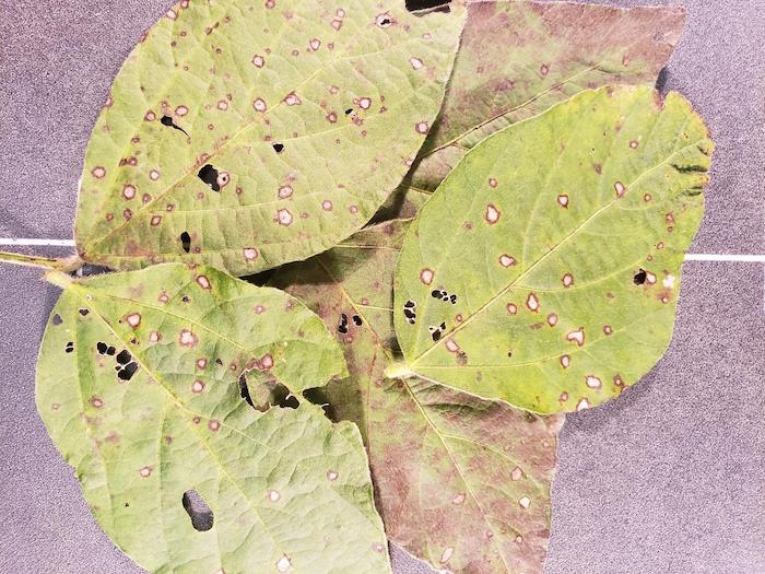 Foliar symptoms of frogeye leaf spot