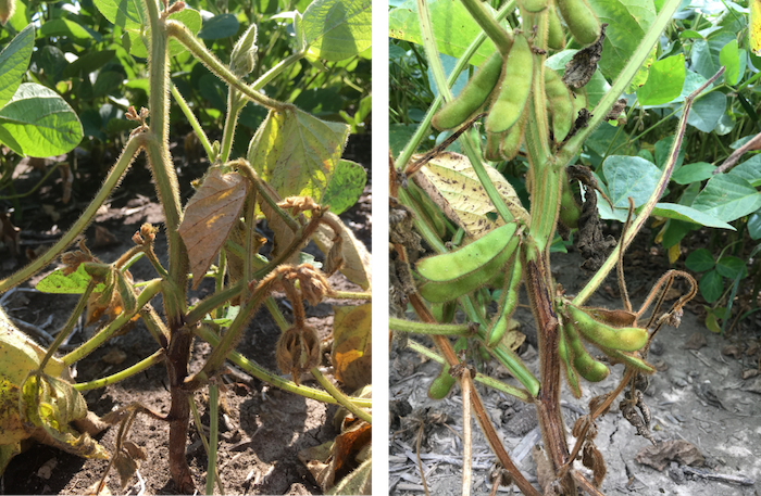 Symptoms of phytophthora root and stem rot
