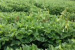 weedy soybean field PennState.jpeg