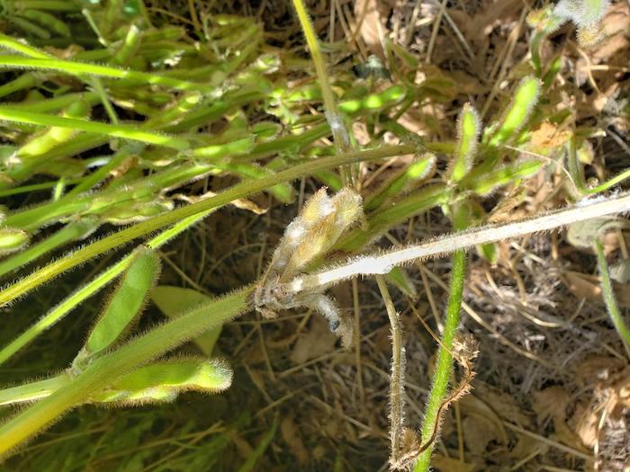 Signs of sclerotinia stem rot or white mold