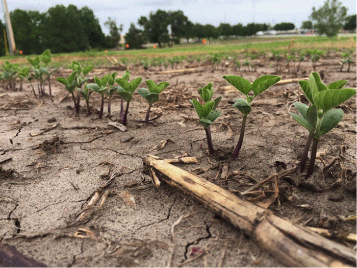 3 Key Management Practices for LatePlanted or Replanted Soybeans