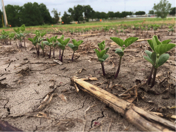 6Fig1Lateplantedsoybeans.png
