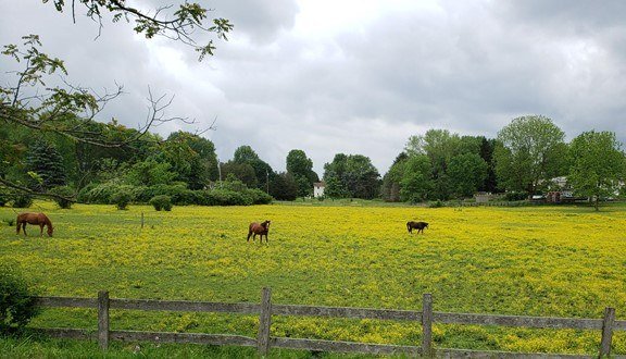 /ext/resources/images/2022/June/buttercup-weed-management-penn-state.jpeg