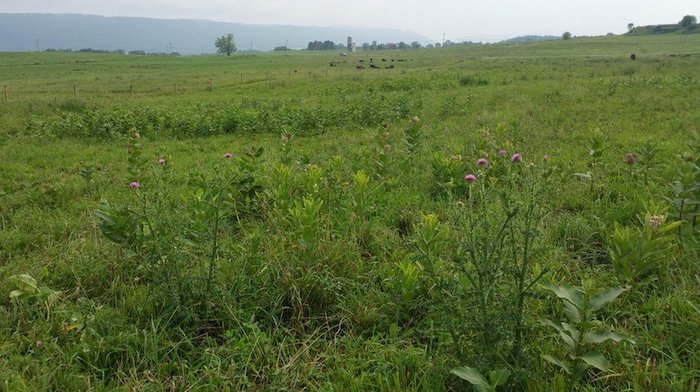 /ext/resources/images/2022/June/perennial-weeds-pastures-penn-state.jpeg