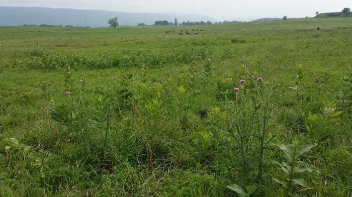 perennial weeds pastures penn state.jpeg