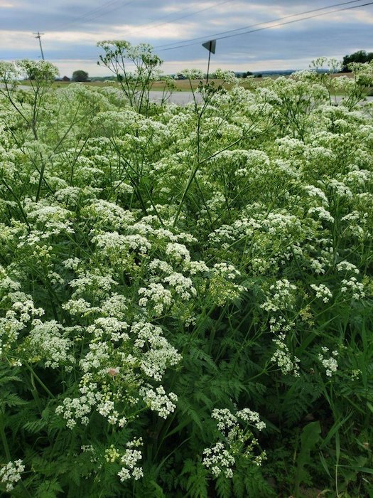 /ext/resources/images/2022/June/poison-hemlock-weed-management-penn-state.jpeg
