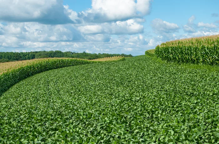 Corn_Soy Fields BASF Zero Tolerance Operation Weed Eradication.jpg