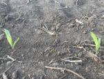 Replanting corn OSU.jpeg