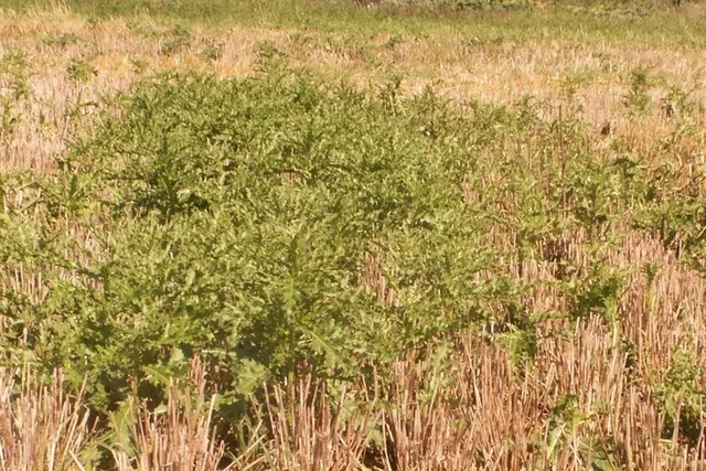 canada thistle regrowth in a fallow field pennstate.webp