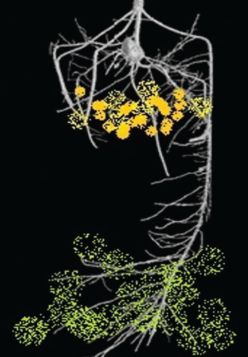 Root-Nutrient-guide