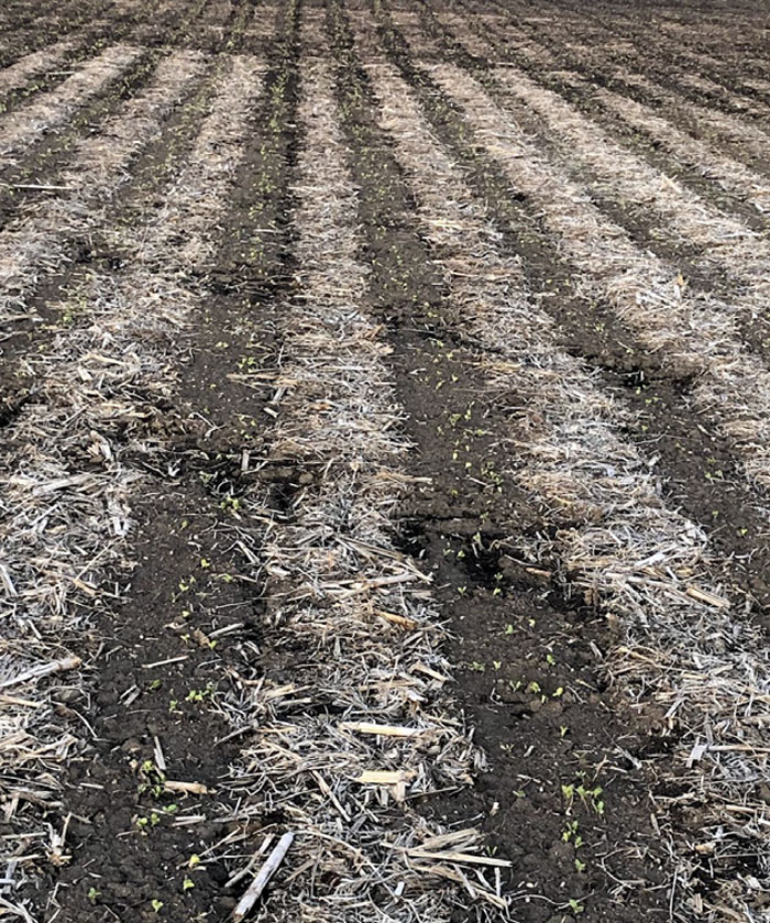 Strip-till-soybeans