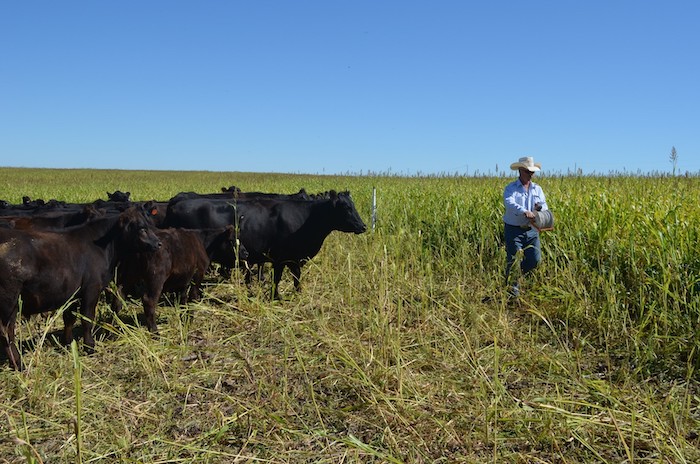Doug Sieck of Selby, S.D., sets out temporary polywire fencing to manage which cover crop fields his cows have access to. Photo courtesy of Doug Sieck.