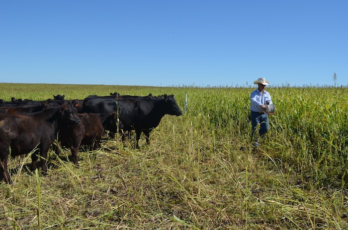 Doug Sieck of Selby, S.D., sets out temporary polywire fencing to manage which cover crop fields his cows have access to. Photo courtesy of Doug Sieck.
