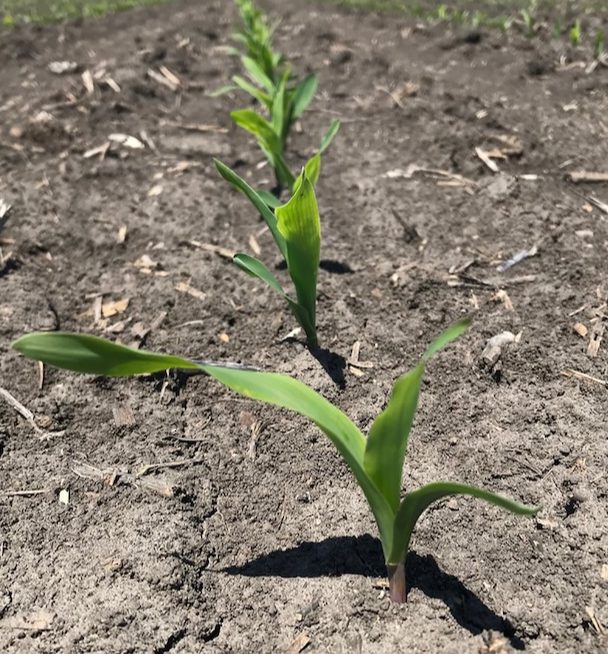 Strip-Till Management Decisions for Corn-On-Corn Acres