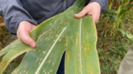 Tar spot infected corn leaves.PNG