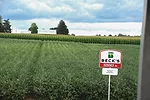 Soybeans-Emerge-in-Fall.png
