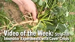 Video-of-the-Week--Strip-Till-Innovator-Experiments-with-Cover-Crops.png