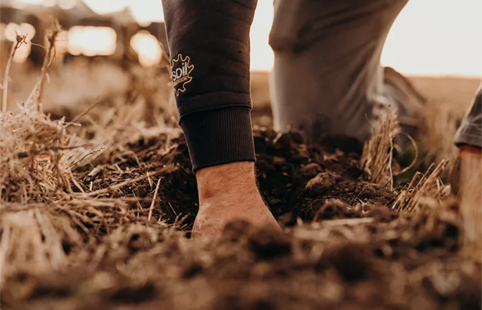 Close up shot of field using strip-till in the spring.