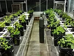 soybeans in greenhouse