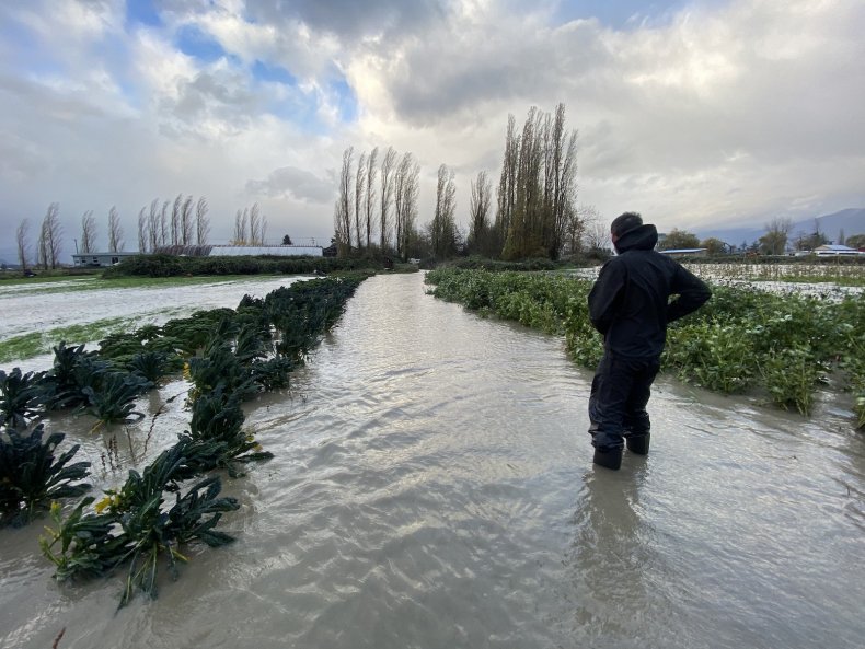 Travis-Forstbauer-Flooded-Cover-Crop-Field