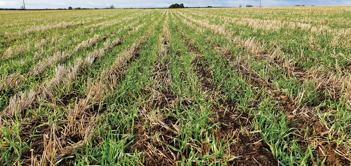 Winter-barley-pic.jpg