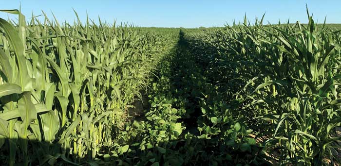 intercropping-soybeans-and-corn.jpg