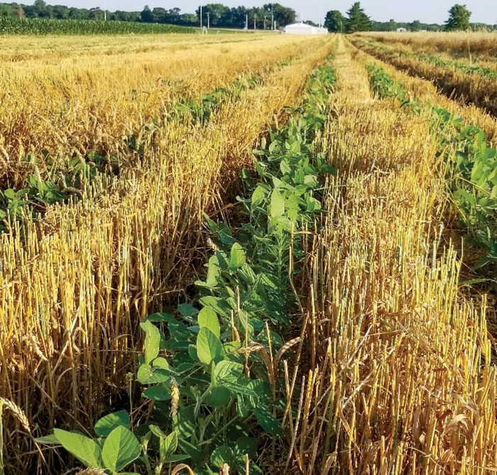 Soybeans-grow-amid-wheat-stubble.jpg