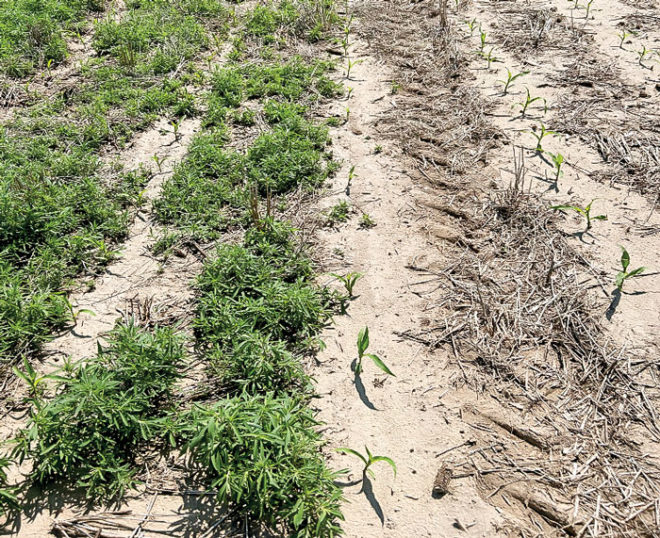 Rotate Herbicides, Application Methods to Minimize Weed Resistance