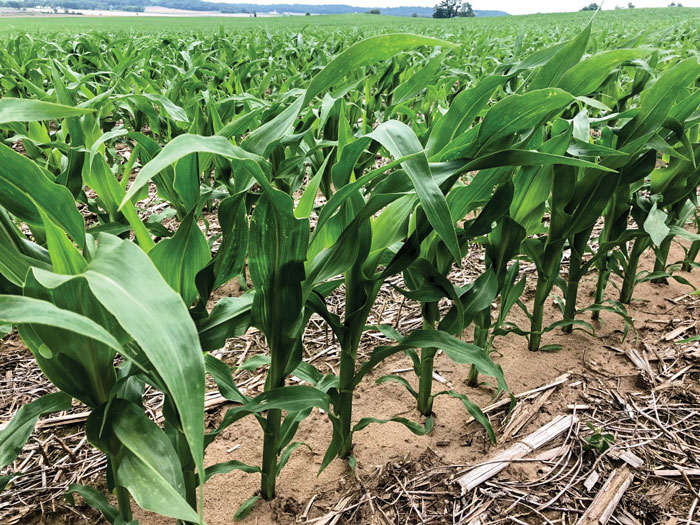 Corn.jpg