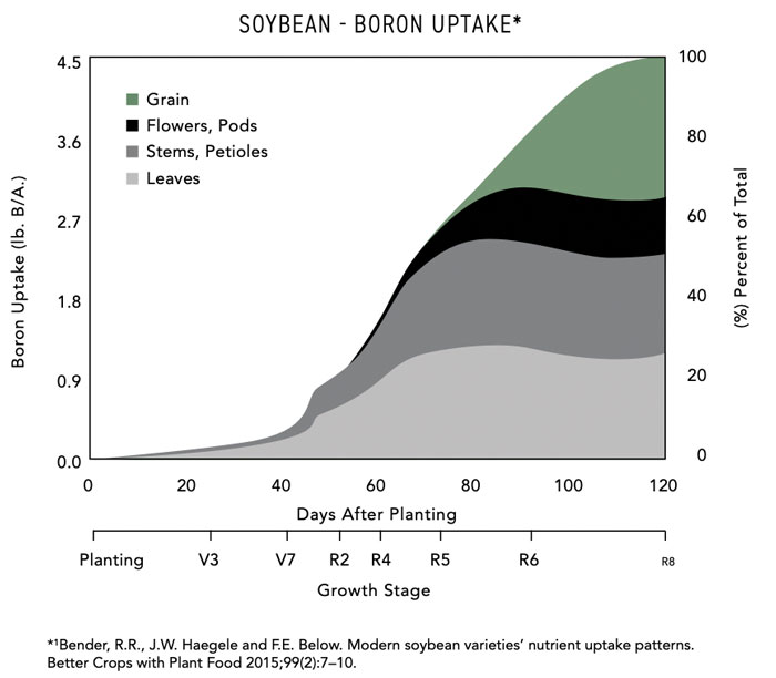 Becks-Hybrids-Boron-uptake-in-soybean-700.jpg