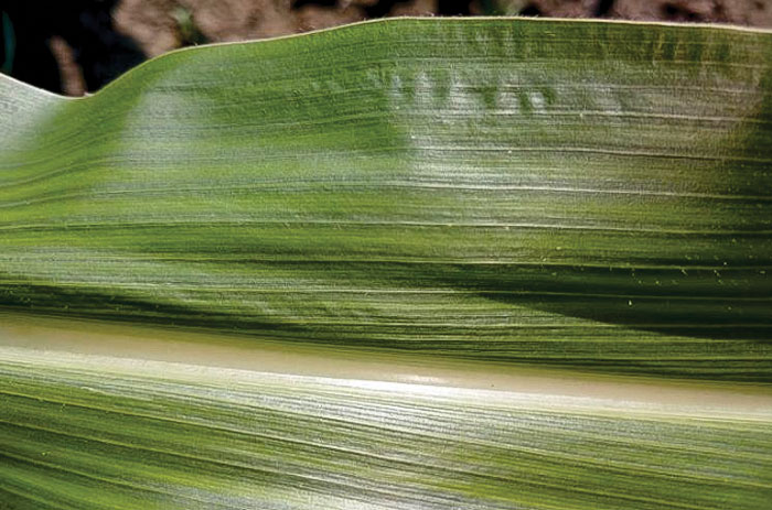 Boron-and-Calcium-deficiency.jpg