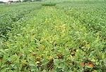 How Balancing Micronutrients Can Boost Strip-Till Yields-Art.jpg