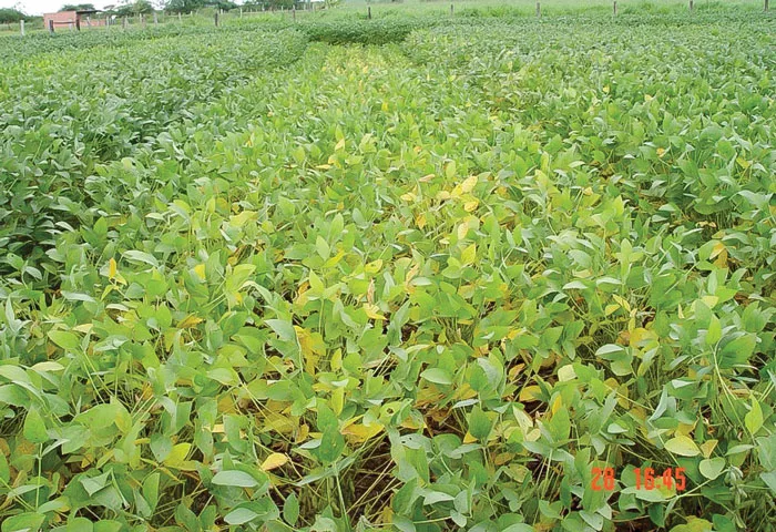 How Balancing Micronutrients Can Boost Strip-Till Yields-Art.jpg