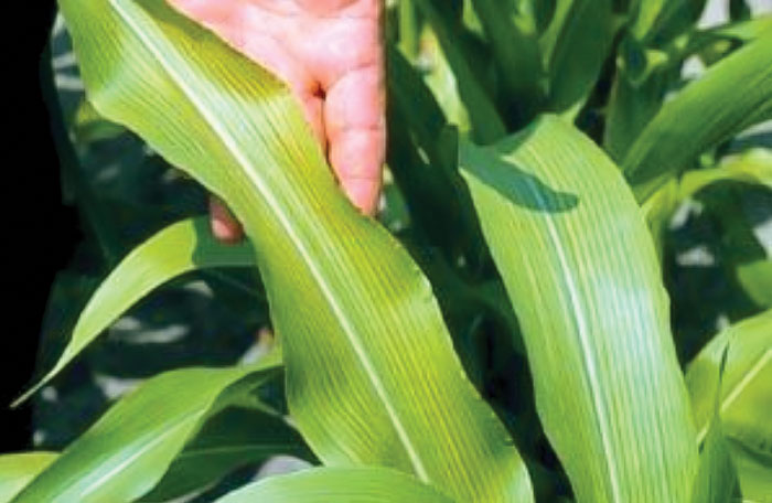 Manganese-deficiency.jpg