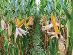 Mike-Fischer-uses-a-12-row-SoilWarrior-to-make-spring-strips.jpg