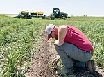 Shawn-Feikema-plants-green-into-living-cereal-rye.jpg