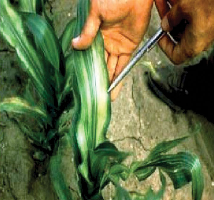 Zinc-deficiency.jpg