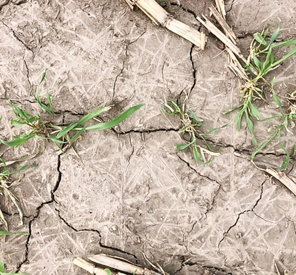 Josh Sullivan-earthworm trails between the rye plants.jpg