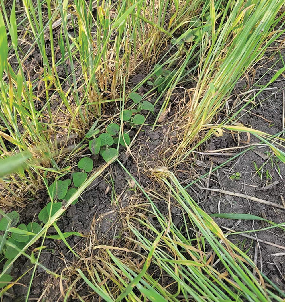 Dobson-soybeans.jpg