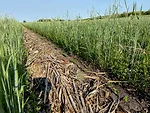Joe Breker-Capturing the Benefits of Bio Strip-Till-1.jpg