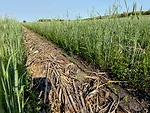 Joe Breker-Capturing the Benefits of Bio Strip-Till-1.jpg