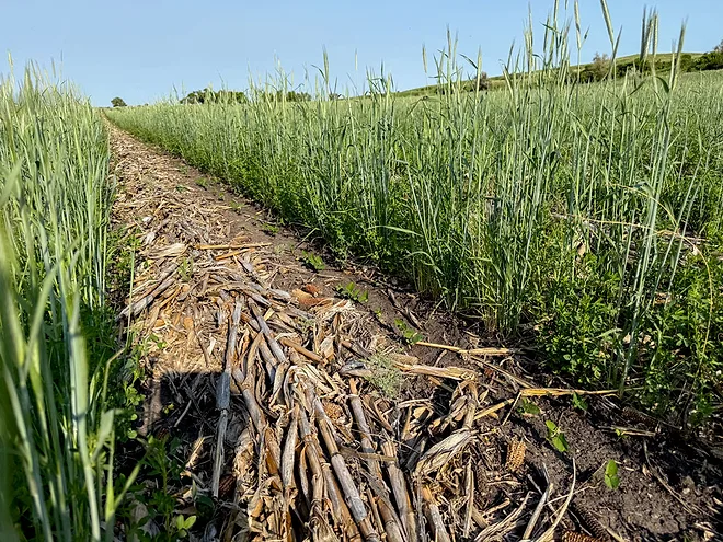 Capturing the Benefits of Bio Strip-Till