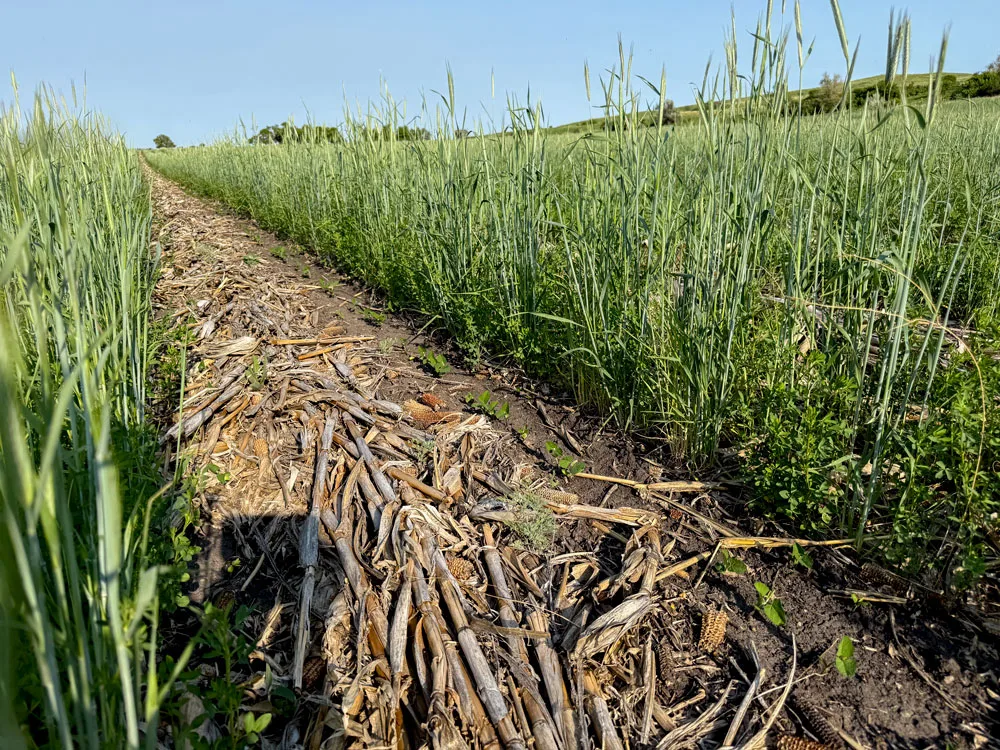 Joe Breker-Capturing the Benefits of Bio Strip-Till-1.jpg