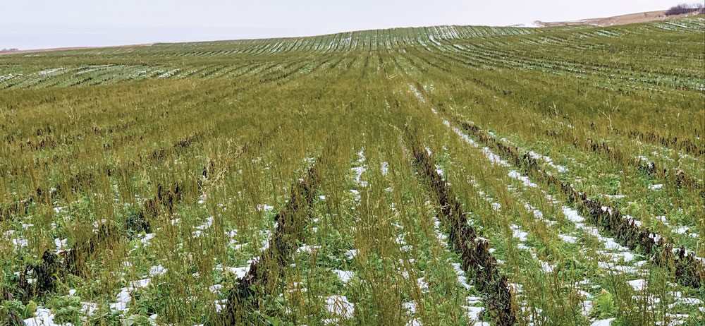 Joe-Breker-Capturing-the-Benefits-of-Bio-Strip-Till-2.jpg