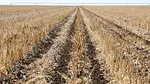 Rex Bland-Strip-Till Berm-Building Tips-1.jpg